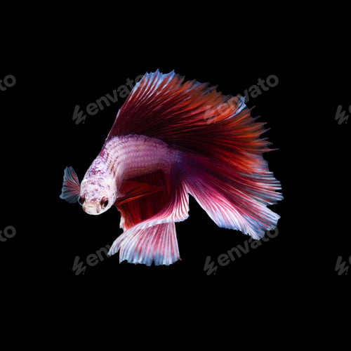 Preview: Betta fish, siamese fighting fish