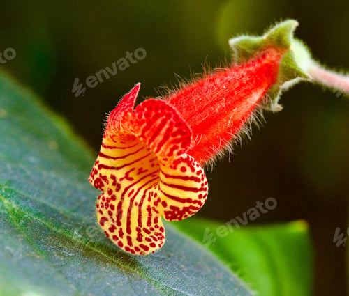 Preview: Close-up of the bud of a vibrant flower