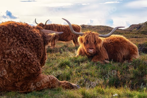 Preview: Herd of Highland cattle resting in the meadow. Scotland.