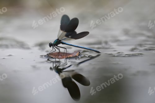 Preview: Dragon-fly on thin twig of plant