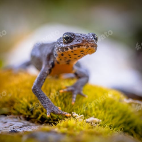 Preview: Alpine newt frontal style