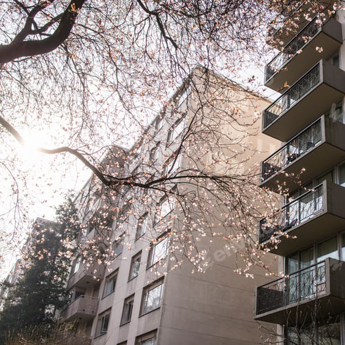 Preview: Cherry blossoms on Haro St, Vancouver, Canada