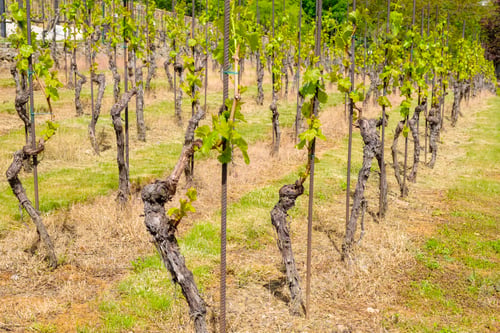 Preview: Young vineyard at sunlight. Rows of grapes on the slopes