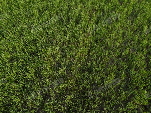 Preview: Aerial top down view of fresh green grass in meadow. Corn plants field, daylight, agricultural ind