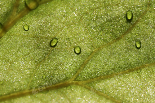 Preview: water drops on green leaf