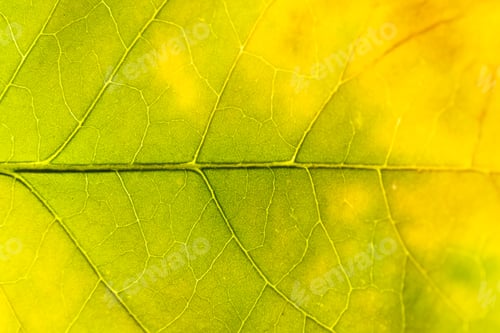 Preview: Monstera leaf close-up image, beautiful green indoor plant.