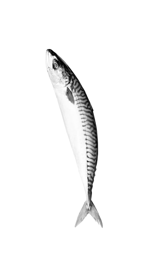 Preview: fish isolated on white background