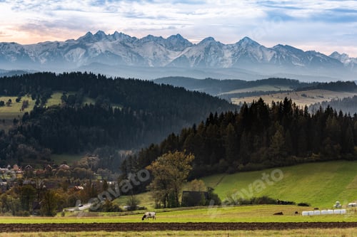 Preview: Cow on Pasture with High Tatra Mountains in Background. Pieniny National Park, Poland at Autumn