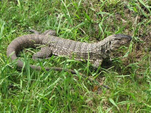Preview: A lizard sunbathes on the grass.