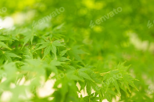 Preview: Green maple tree