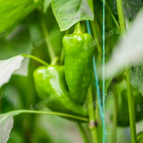 Preview: Cultivating plants in greenhouse