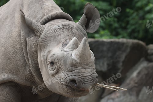 Preview: A black rhinoceros, black rhino or hook-lipped rhinoceros is having fun in a pool of water