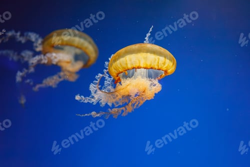 Preview: underwater photos of jellyfish chrysaora fuscescens jellyfish pacific sea nettle
