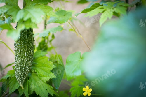 Preview: Goya - bitter mellon growing in backyard garden
