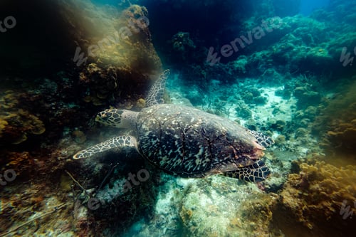 Preview: Big turtle between reefs