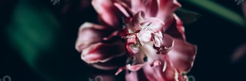 Preview: Close up of dried parrot tulips.