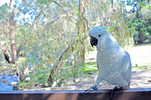 Preview: bird, cockatoo, pet, parrotsss