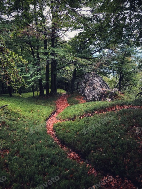 Preview: Path through the forest.