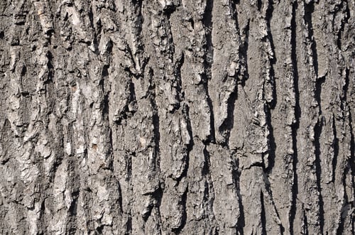 Preview: Tree bark texture in sunlight