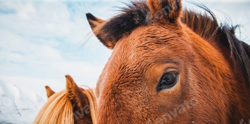 Preview: Portraits of Icelandic race horses on a snowy mountain, protected purebred animals.