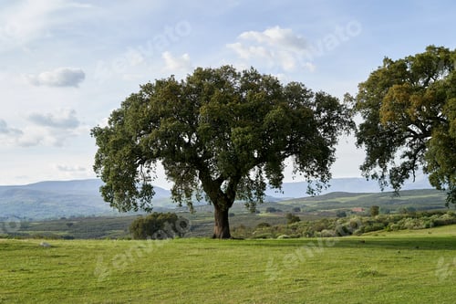 Preview: Strong Oak tree has lush foliage on a meadow.