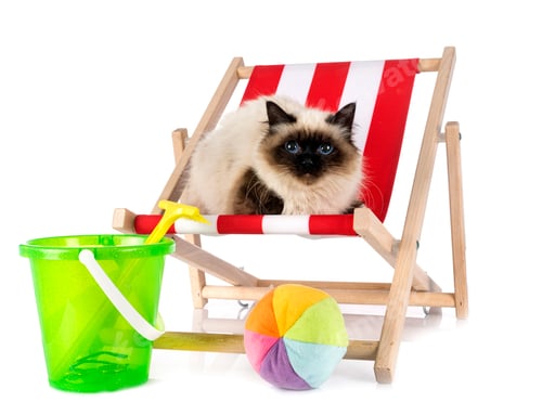 Preview: birman cat in studio