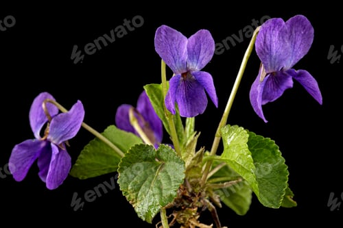 Preview: Flowers of the violet, lat. Viola odorata, isolated on black background