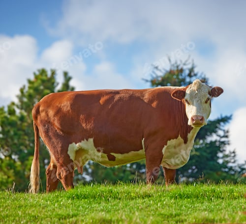 Preview: Cows - brown and white
