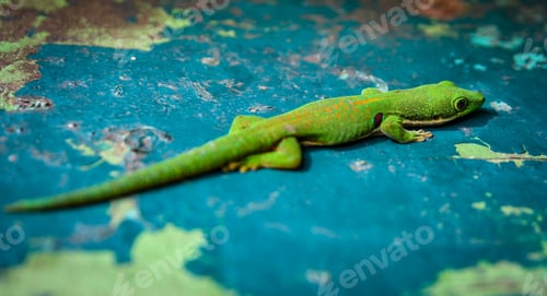 Preview: Small green gecko