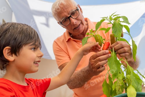 Preview: grandfather and grandson collecting peppers in an urban garden on the terrace