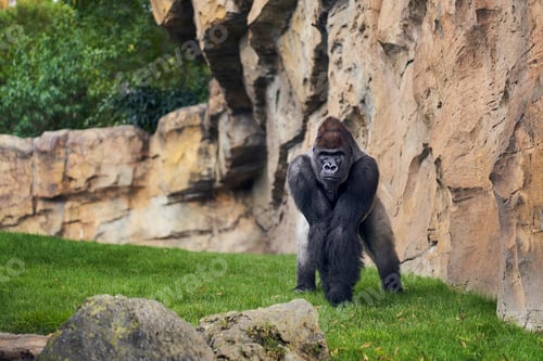 Preview: Gorilla in captivity in a recreation of the equatorial forest