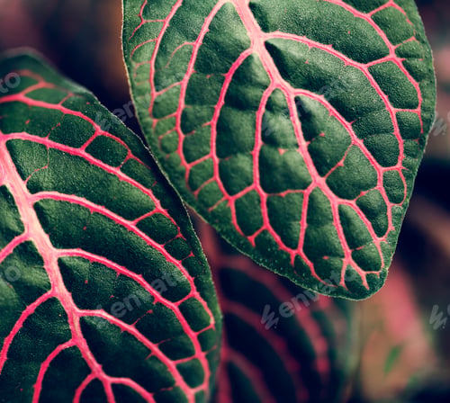 Preview: Close up image of leaves