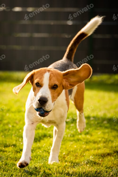 Preview: Beagle dog with a ball on a green meadow during spring,summer runs towards camera with ball