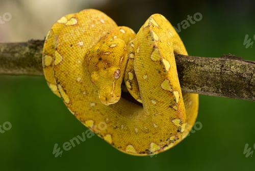 Preview: Juvenile The Green Tree Python snake