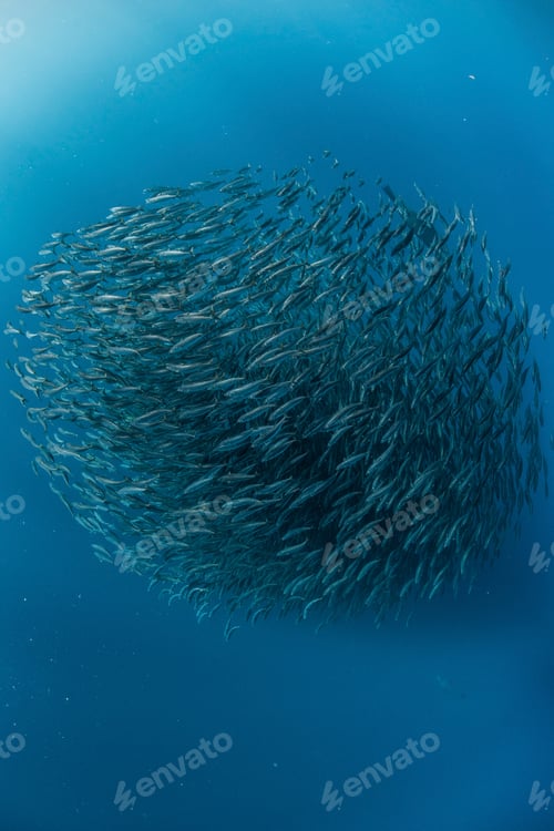 Preview: Mackerel baitballs underwater, Punta Baja, Baja California, Mexico