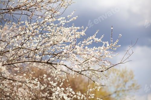 Preview: Blooming cherry plum tree, spring background