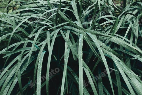 Preview: Wet grass shrub in garden