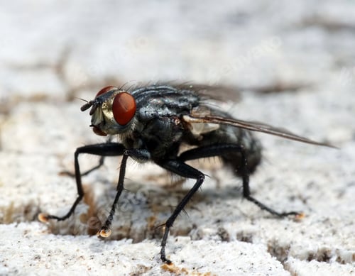 Preview: Selective focus shot of a black fly with red eyes on a white surface