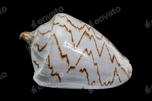 Preview: Cymbiola Nobilis Seashell on black background