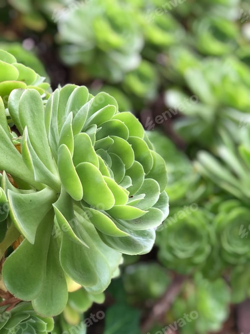 Preview: Green succulent