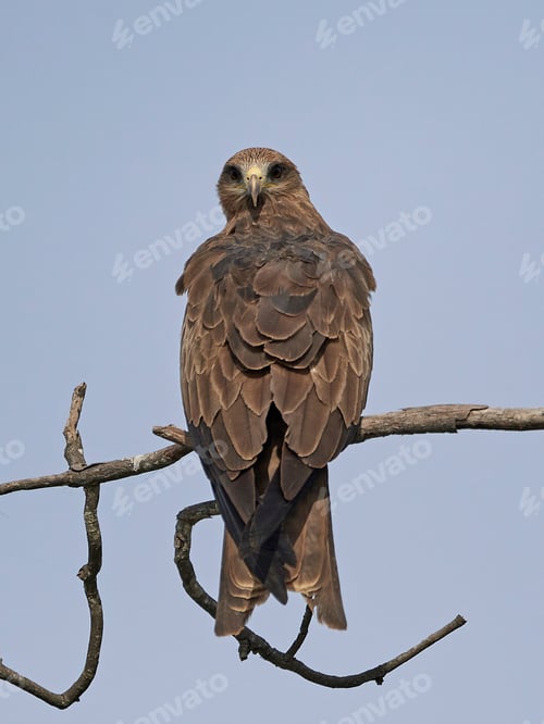 Preview: Black kite (Milvus migrans)