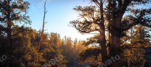 Preview: Ancient Bristlecone Pine Forest, White Mountains, California