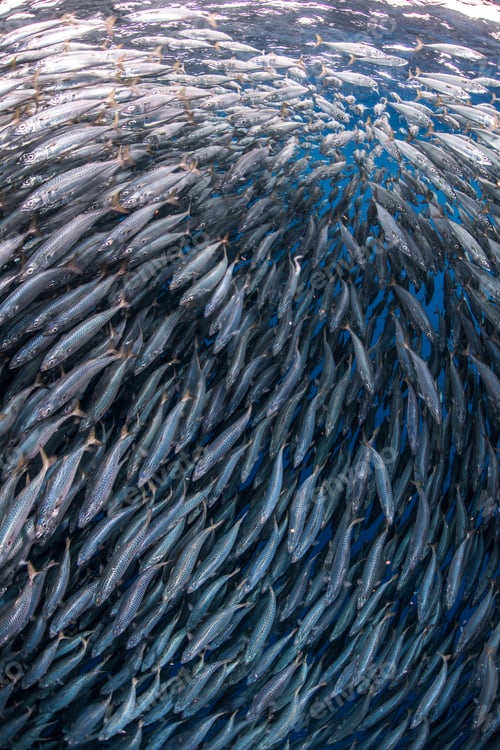 Preview: Fish in baitball in sea