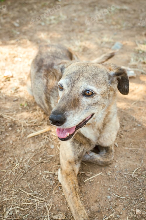 Preview: Portrait of a gray dog in the field.