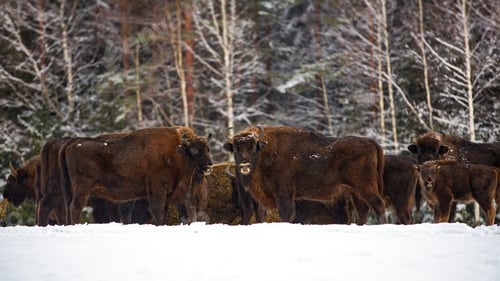 Preview: Herd of wisent in a snowy forest in Belarus