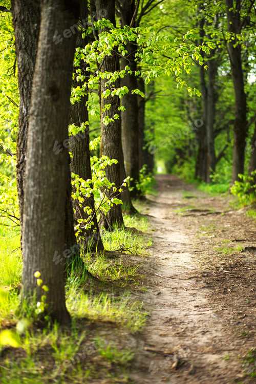 Preview: An alley of trees with young, fresh spring foliage. Naturalness, ecology, springtime