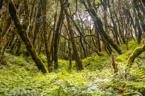 Preview: Landscape of ferns next to the trees with moss of the humid forest of Garajonay in La Gomera, Canary