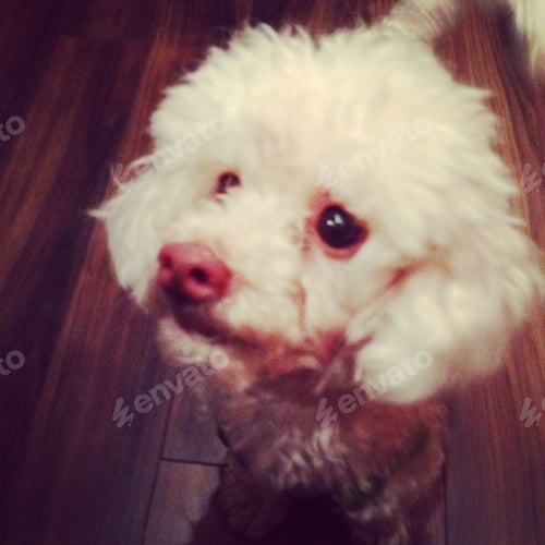 Preview: Cute little white dog