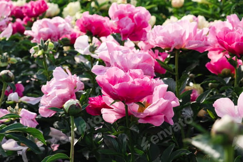 Preview: Beautiful peony flowers in full bloom in the garden.