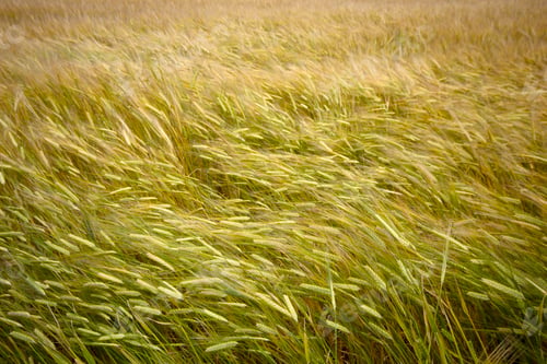 Preview: Farming. Wheat field in summer.